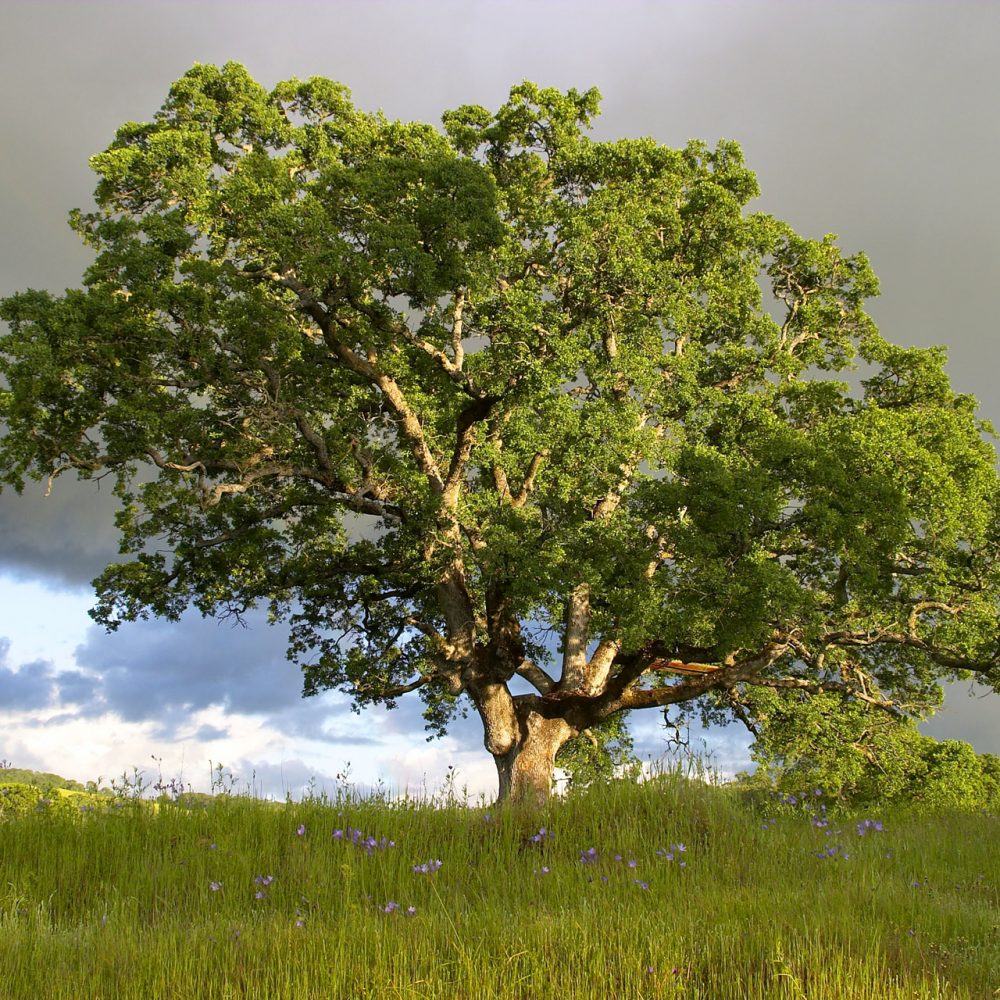 oak-tree-1533427 oak-tree-1533427